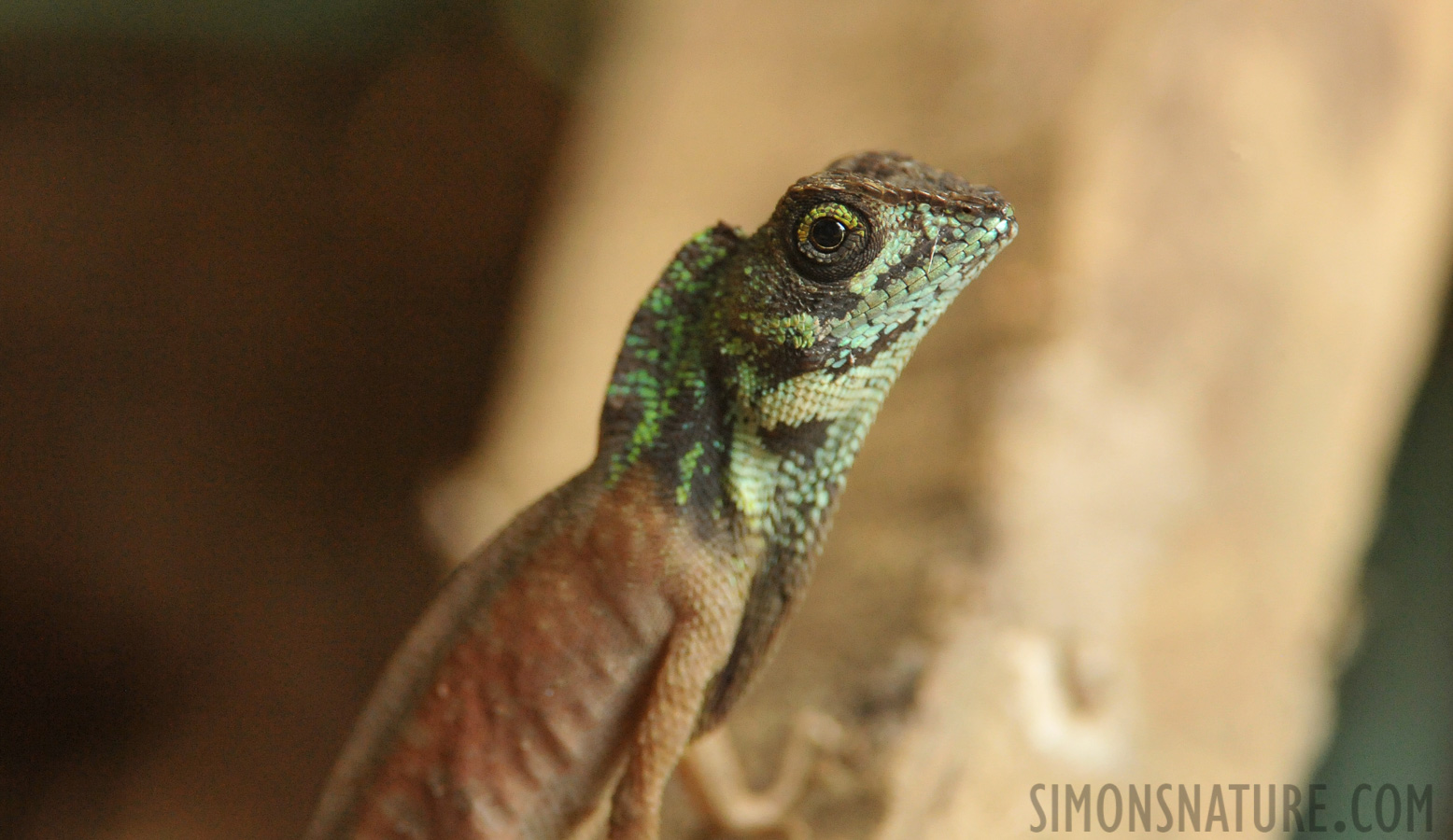 Otocryptis nigristigma [550 mm, 1/400 sec at f / 7.1, ISO 4000]